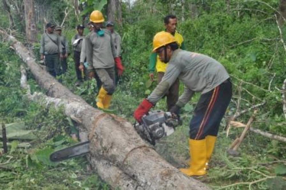 Timber Certification Urgent Issue In Global Market